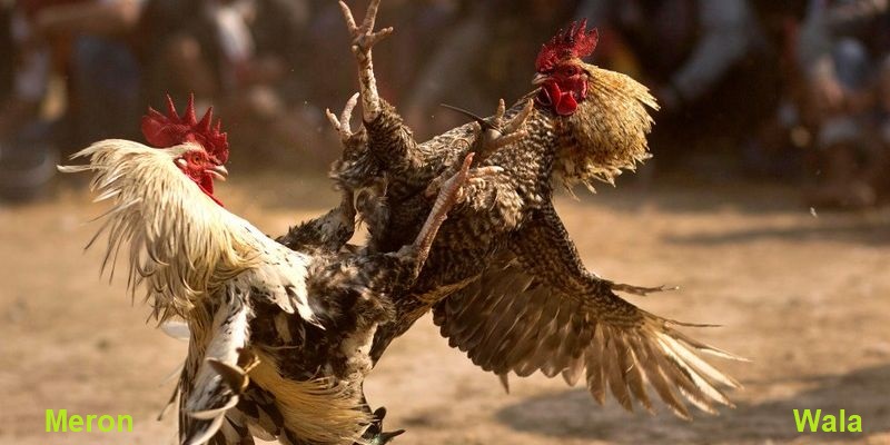 Sanh da ga 28bet cua cuoc