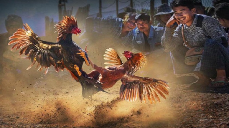 Sanh da ga 28bet truc tiep